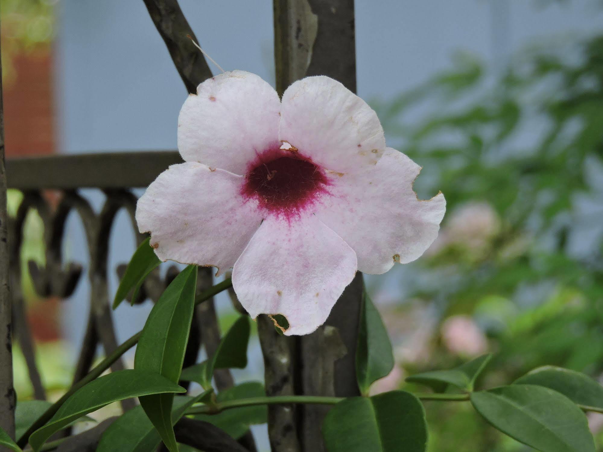 Kubba Roonga Guesthouse - Boutique Luxury Spa Retreat & Gardens - Blue Mountains Blackheath Ngoại thất bức ảnh